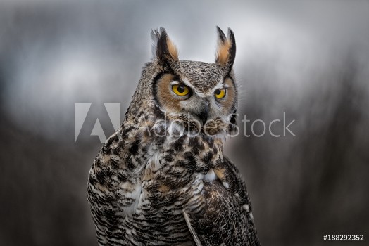 Picture of Grey Horned Owl
